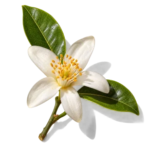 نت گل پرتقال آفریقایی (African Orange Blossom)، رایحه گلی عطر
