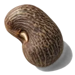 دانه آمبرت