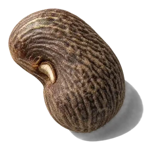 نت دانه آمبرت (Ambrette Seed)، رایحه چرمی عطر
