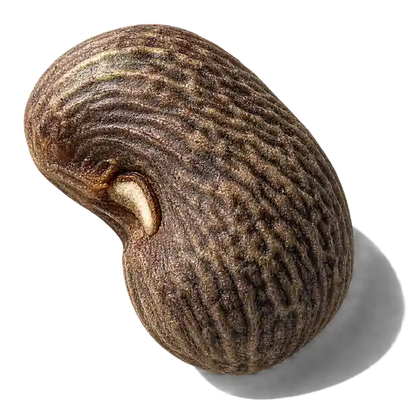 دانه آمبرت