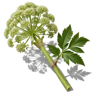 نت سنبل ختایی (آنجلیکا / Angelica)، رایحه آروماتیک عطر