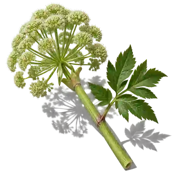 نت سنبل ختایی (آنجلیکا / Angelica)، رایحه آروماتیک عطر