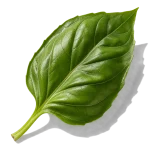 ریحان