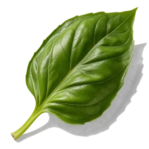 نت ریحان (Basil)، رایحه آروماتیک عطر