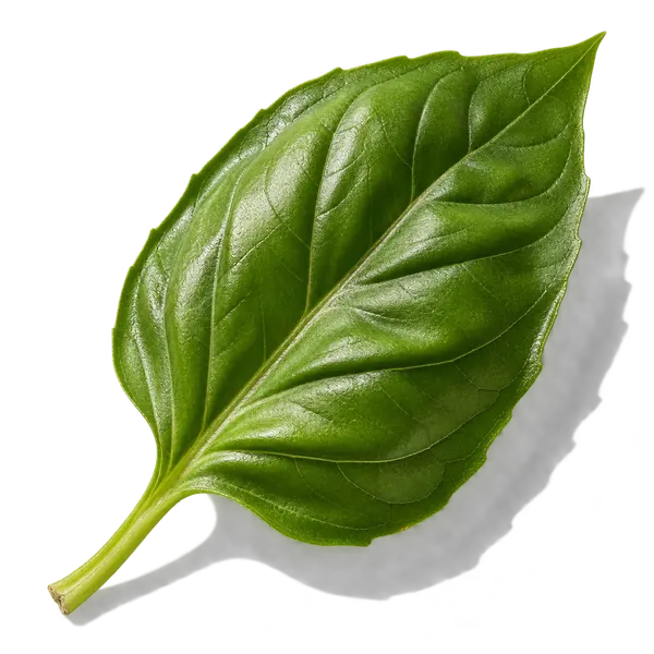 نت ریحان (Basil)، رایحه آروماتیک عطر