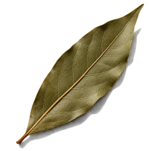 نت برگ بو (Bay Leaf)، رایحه آروماتیک عطر