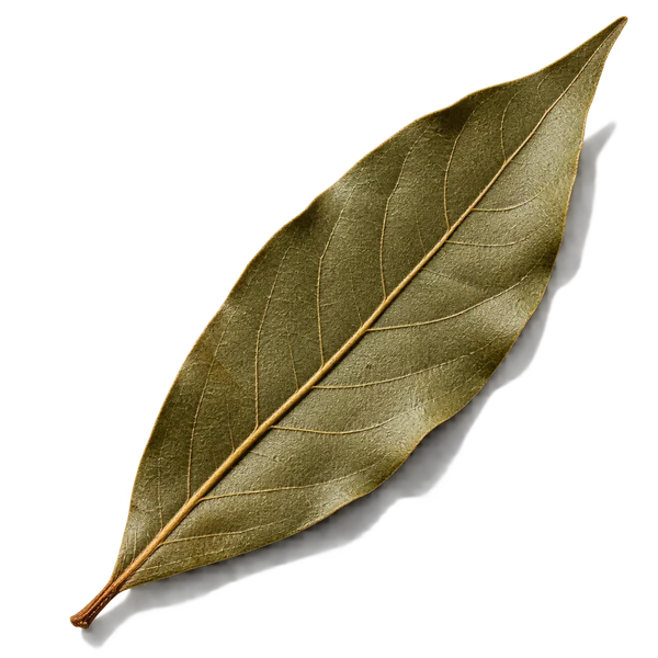 نت برگ بو (Bay Leaf)، رایحه آروماتیک عطر
