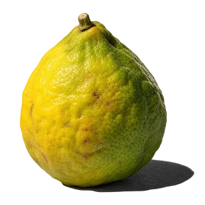 نت ترنج (برگاموت / Bergamot)، رایحه مرکباتی عطر