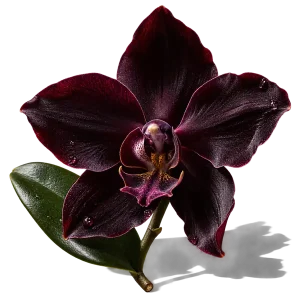 نت گل ارکیده سیاه (Black Orchid)، رایحه گلی عطر