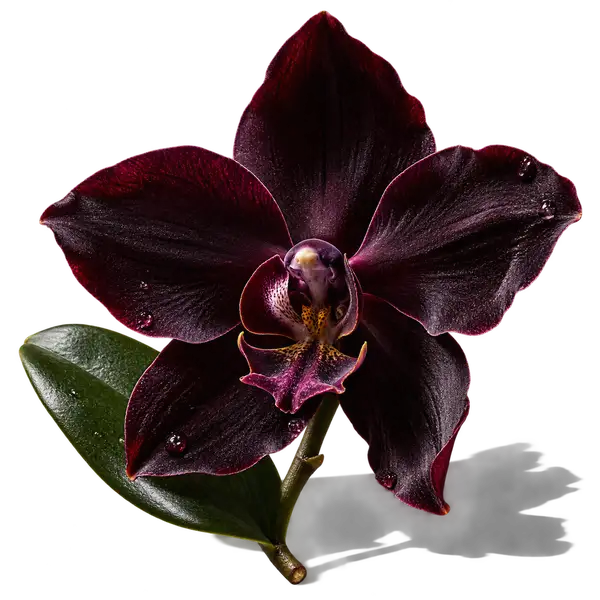 نت گل ارکیده سیاه (Black Orchid)، رایحه گلی عطر
