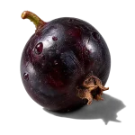 نت انگور فرنگی سیاه (بلک‌کارنت / Blackcurrant)، رایحه میوه‌ای عطر