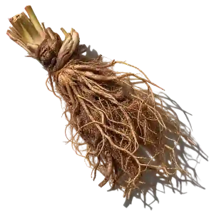 نت ریشه خس‌خس برزیلی (Brazilian Vetiver)، رایحه چوبی عطر