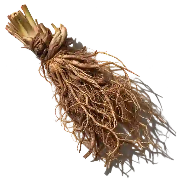 نت ریشه خس‌خس برزیلی (Brazilian Vetiver)، رایحه چوبی عطر