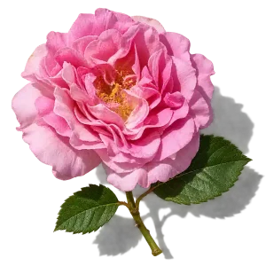 نت گل رز بلغاری (Bulgarian Rose)، رایحه گلی عطر