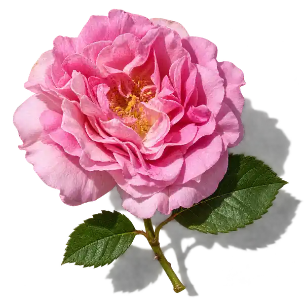 نت گل رز بلغاری (Bulgarian Rose)، رایحه گلی عطر