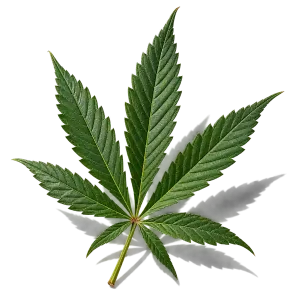 نت شاهدانه (Cannabis)، رایحه آروماتیک عطر
