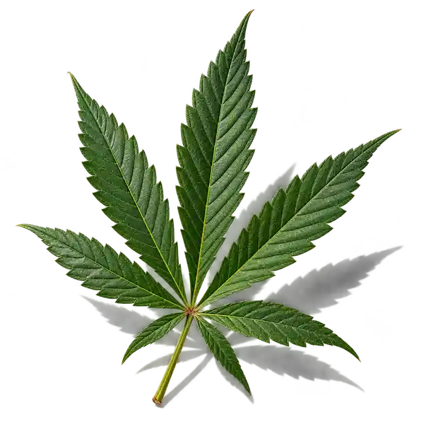 نت شاهدانه (Cannabis)، رایحه آروماتیک عطر