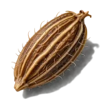دانه هویج
