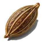 تخم کرفس