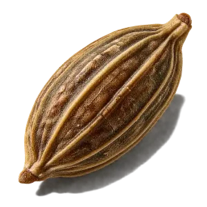 نت تخم کرفس (Celery Seed)، رایحه آروماتیک عطر