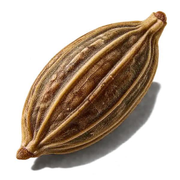 نت تخم کرفس (Celery Seed)، رایحه آروماتیک عطر