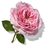گل رز سنتیفولیا