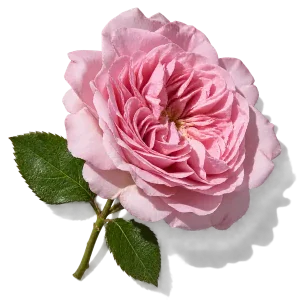 نت گل رز سنتیفولیا (رز گراس / رز می / Centifolia Rose)، رایحه گلی عطر