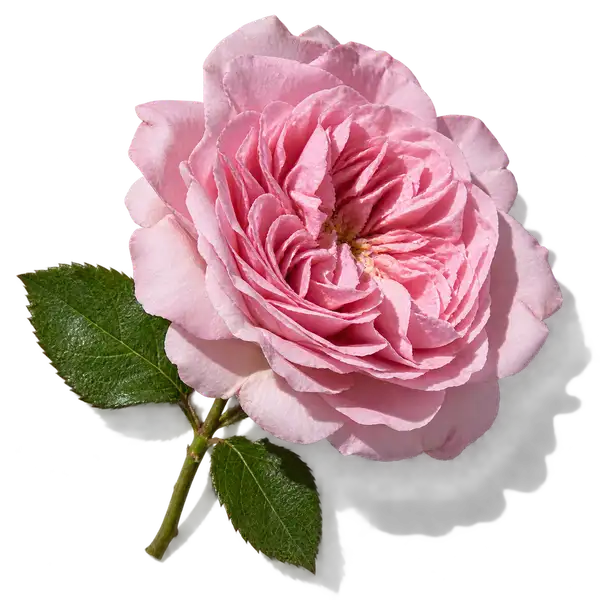 نت گل رز سنتیفولیا (رز گراس / رز می / Centifolia Rose)، رایحه گلی عطر