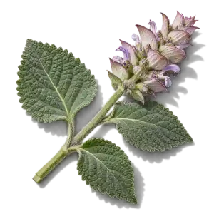 نت گیاه مریم‌گلی (Clary Sage)، رایحه آروماتیک عطر