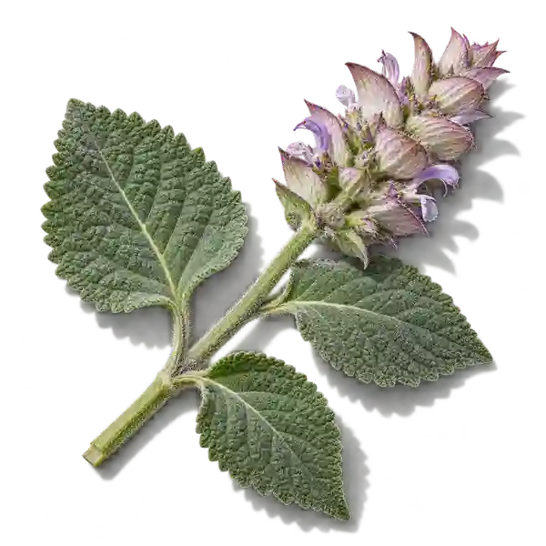 نت گیاه مریم‌گلی (Clary Sage)، رایحه آروماتیک عطر