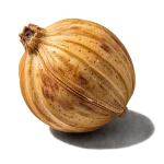 دانه گشنیز