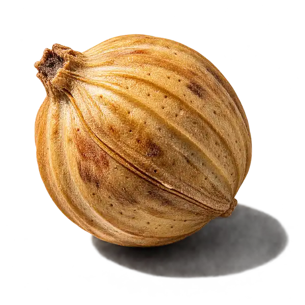 دانه گشنیز