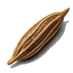 دانه زیره