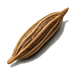 نت دانه زیره (Cumin)، رایحه ادویه‌ای شرقی عطر