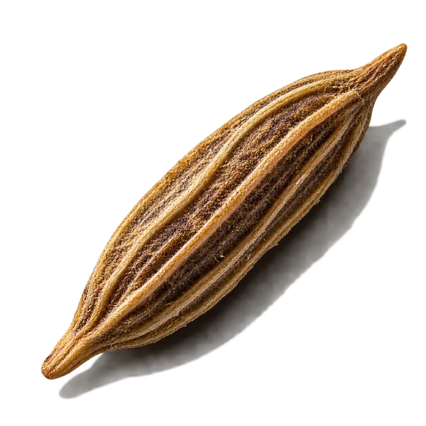 نت دانه زیره (Cumin)، رایحه ادویه‌ای شرقی عطر