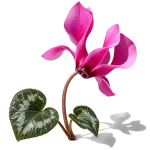 نت گل سیکلامن (Cyclamen)، رایحه گلی عطر