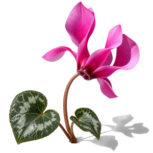 نت گل سیکلامن (Cyclamen)، رایحه گلی عطر