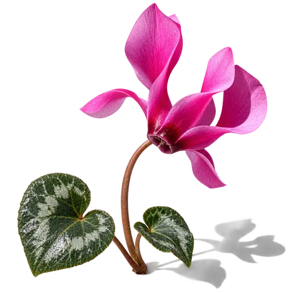 نت گل سیکلامن (Cyclamen)، رایحه گلی عطر