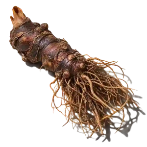 نت ریشه سیپریول (ناگارموتا / Cypriol)، رایحه چوبی عطر