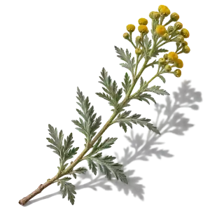 نت داوانا (Davana)، رایحه آروماتیک عطر