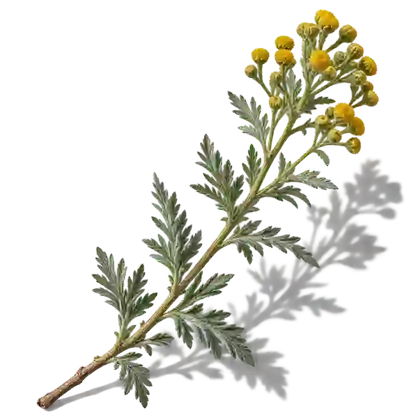 نت داوانا (Davana)، رایحه آروماتیک عطر
