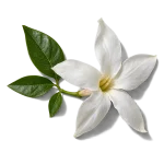 گل یاس
