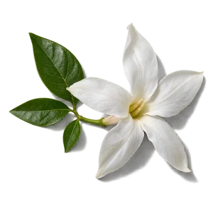 نت گل یاس مصری (Egyptian Jasmine)، رایحه گلی عطر