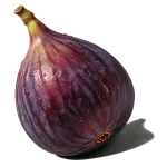 انجیر