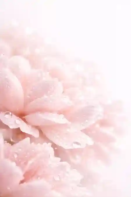 دسته‌ای از گل رز و یاس، نمایانگر گروه عطرهای گلی