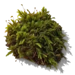 خزه جنگلی