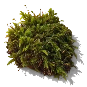 نت خزه جنگلی (Forest Moss)، رایحه چایپر عطر