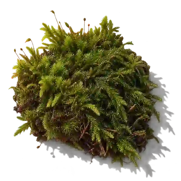 نت خزه جنگلی (Forest Moss)، رایحه چایپر عطر