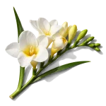 گل فریزیا