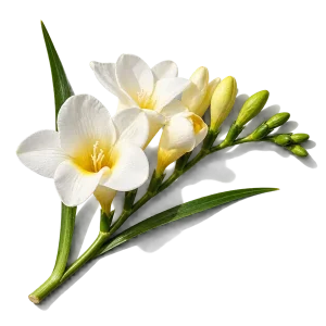 نت گل فریزیا (Freesia)، رایحه گلی عطر